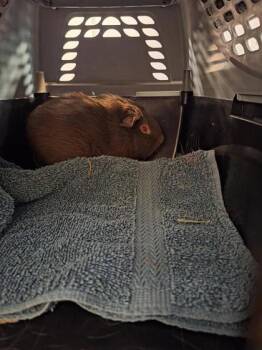 Rescue Guinea Pig Guinea Pigs for Adoption in Montreal, Quebec - Nama | PetCurious